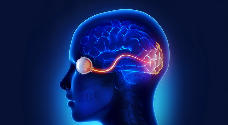 eye, brain and visual cortex