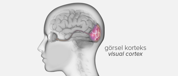 brain and visual cortex